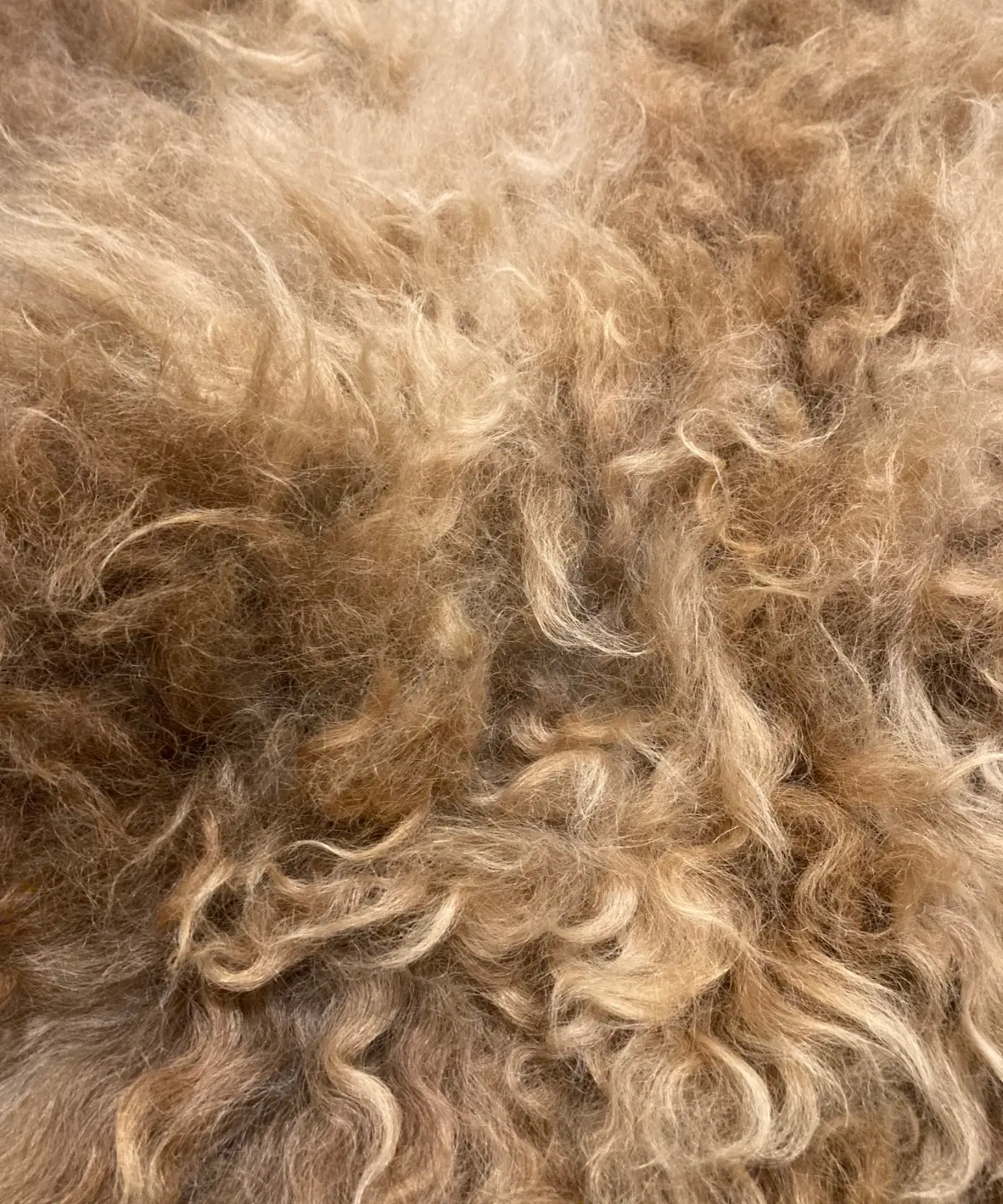 Skye Icelandic Rugs RINGO back 1