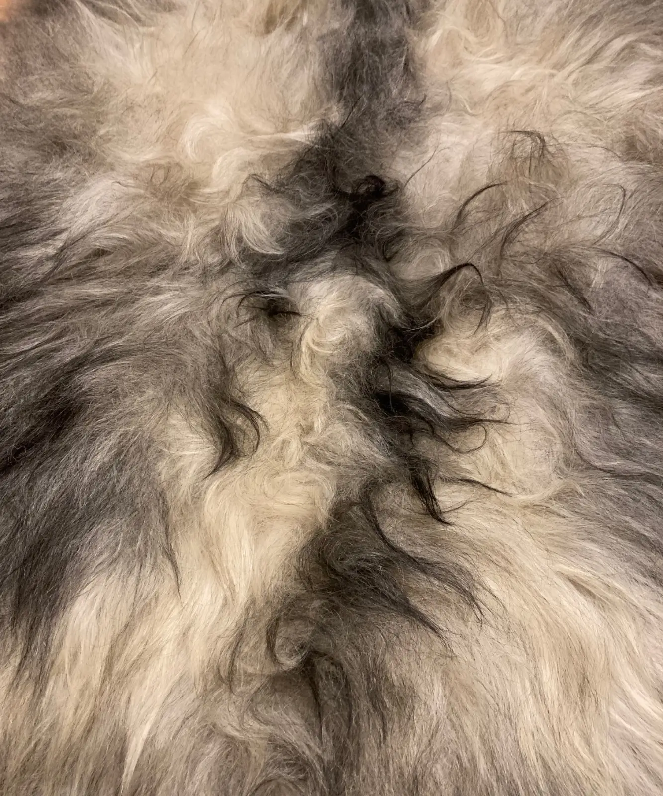 Skye Icelandic Rugs BROWNIE BOY stamp