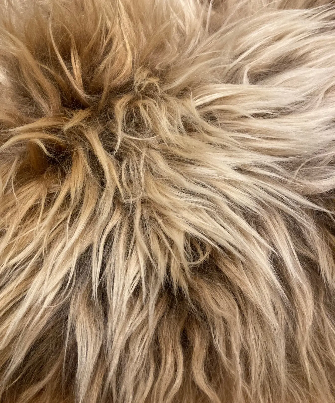 Skye Icelandic Rugs BROWNIE BOY stamp